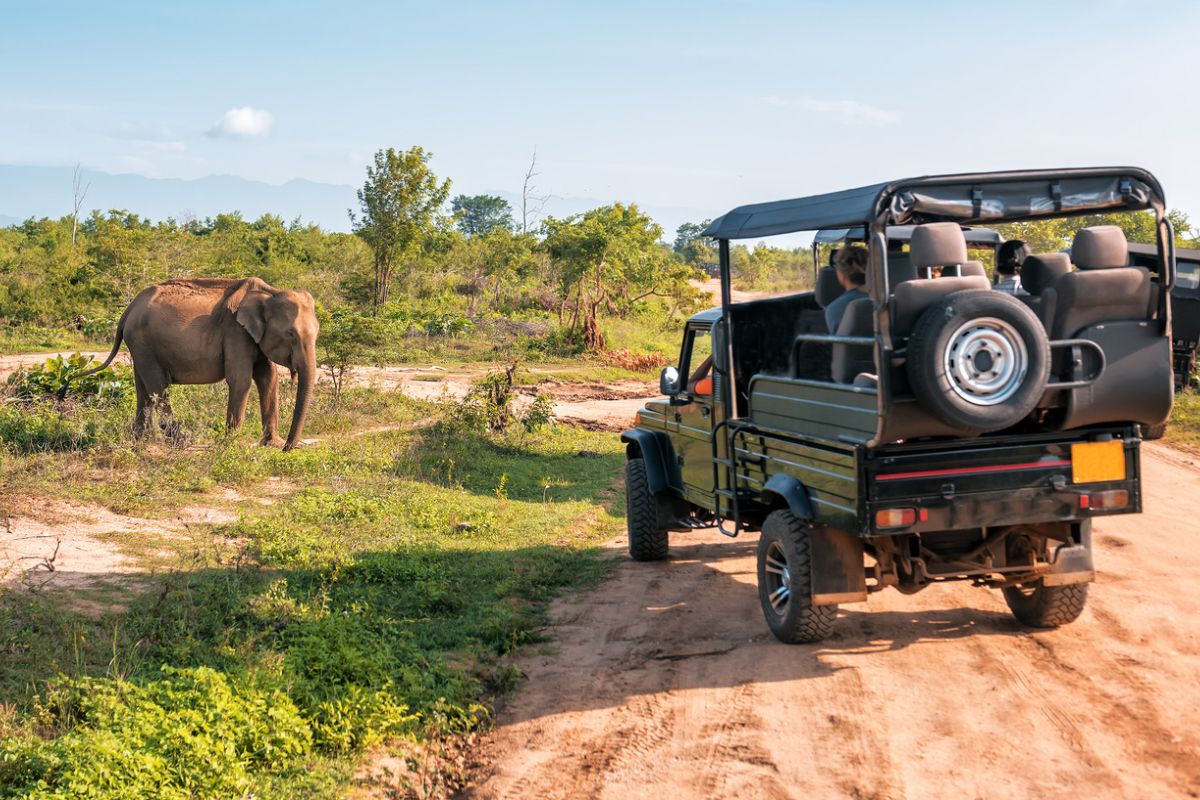 Wildlife Safari