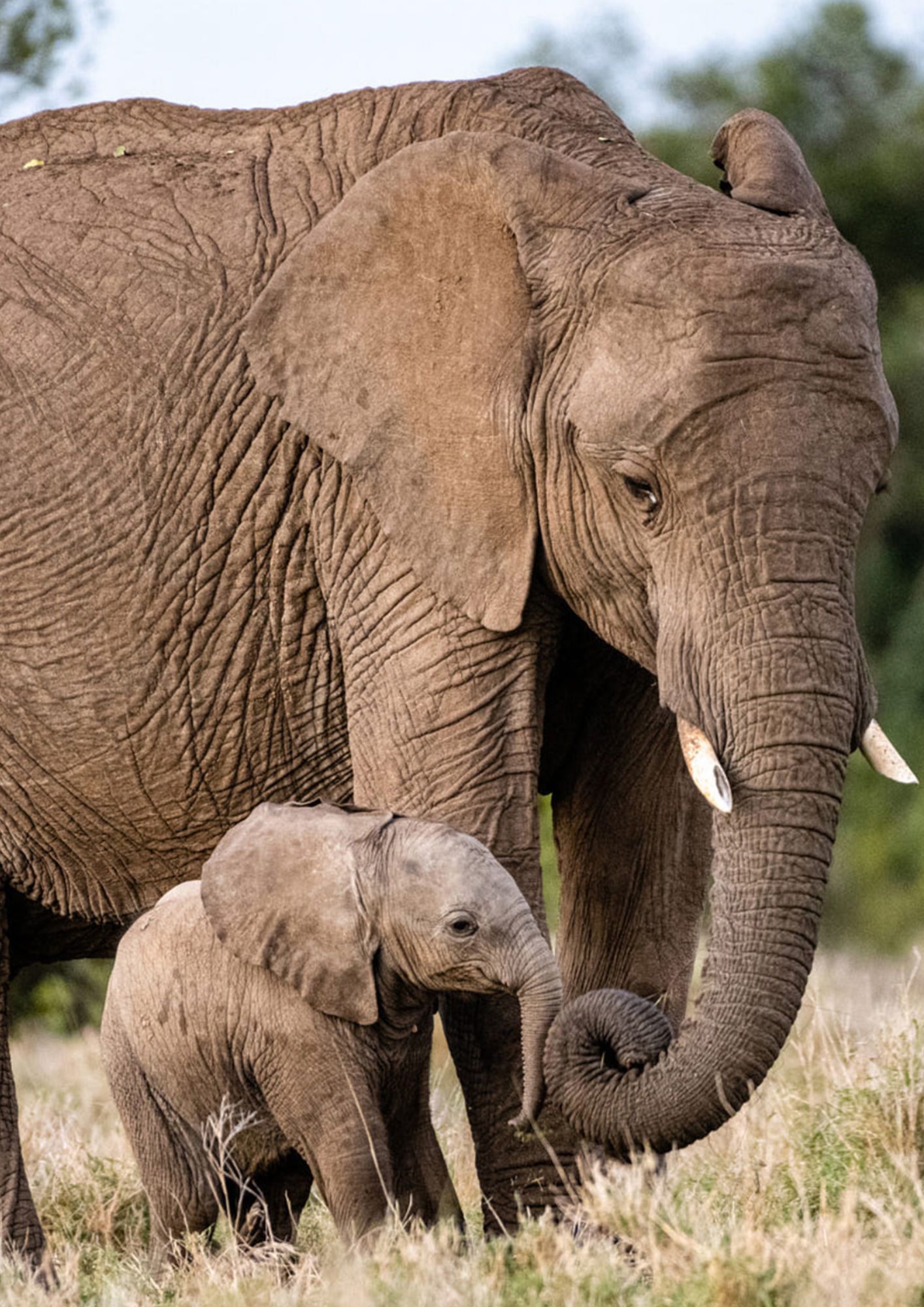 Ol Pejeta Conservancy - Go Mount Kenya Expedition