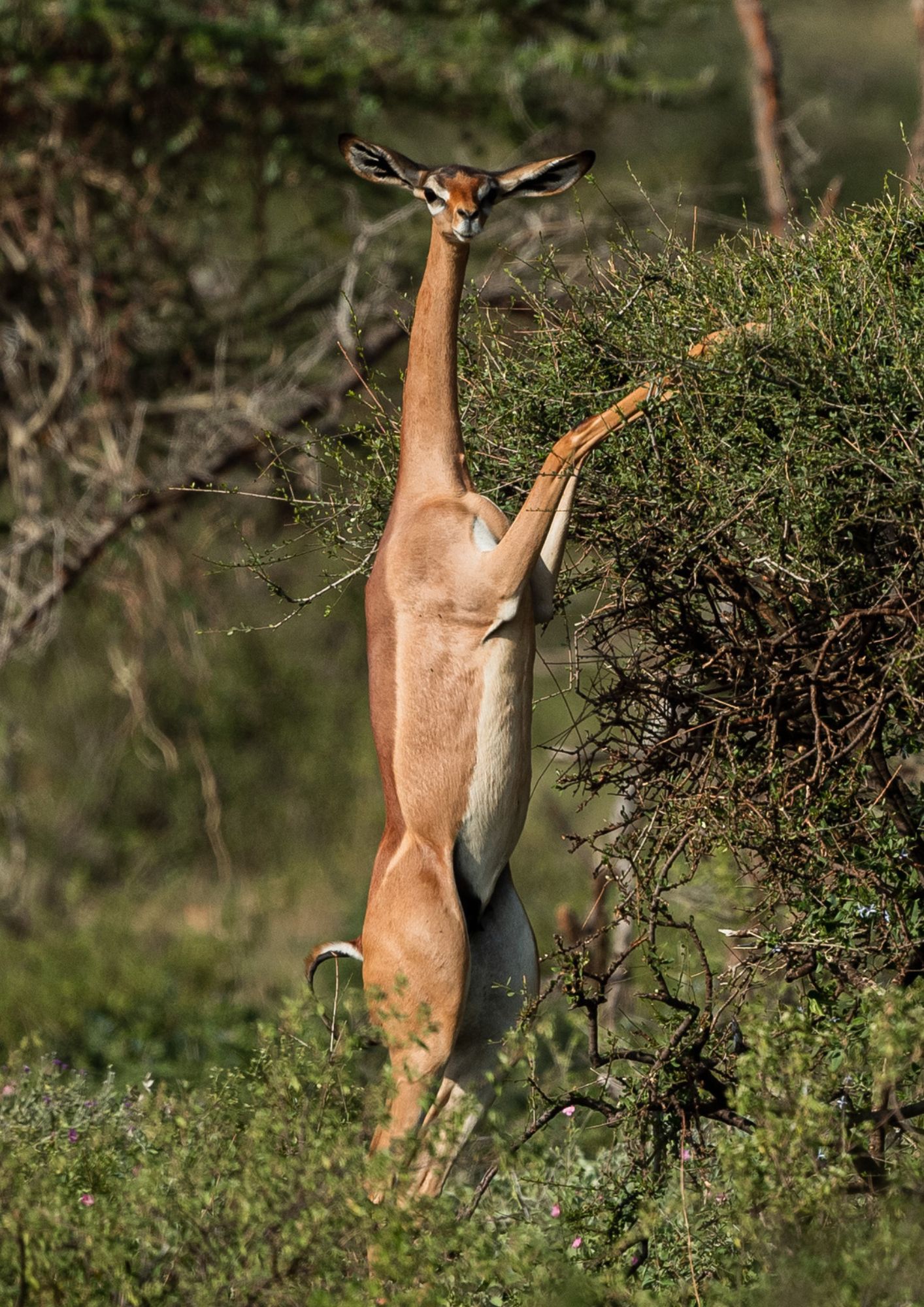 Samburu National Reserve - Go Mount Kenya Expedition