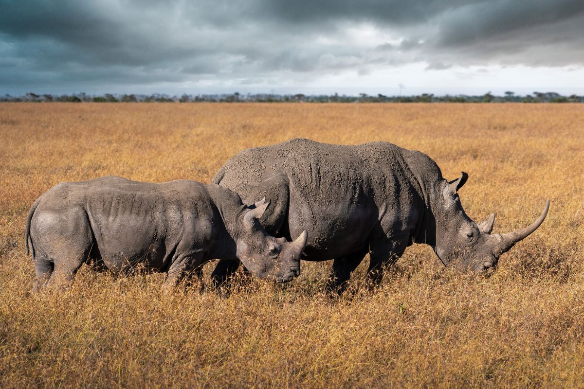 2 Nights / 3 Days Ol Pejeta Private Camping Safari - Go Mount Kenya Expedition