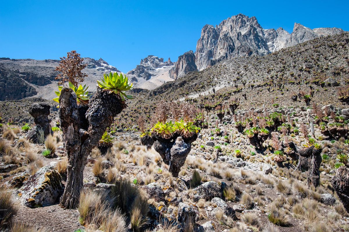 4 Days Mount Kenya Trek — Sirimon - Go Mount Kenya Expedition