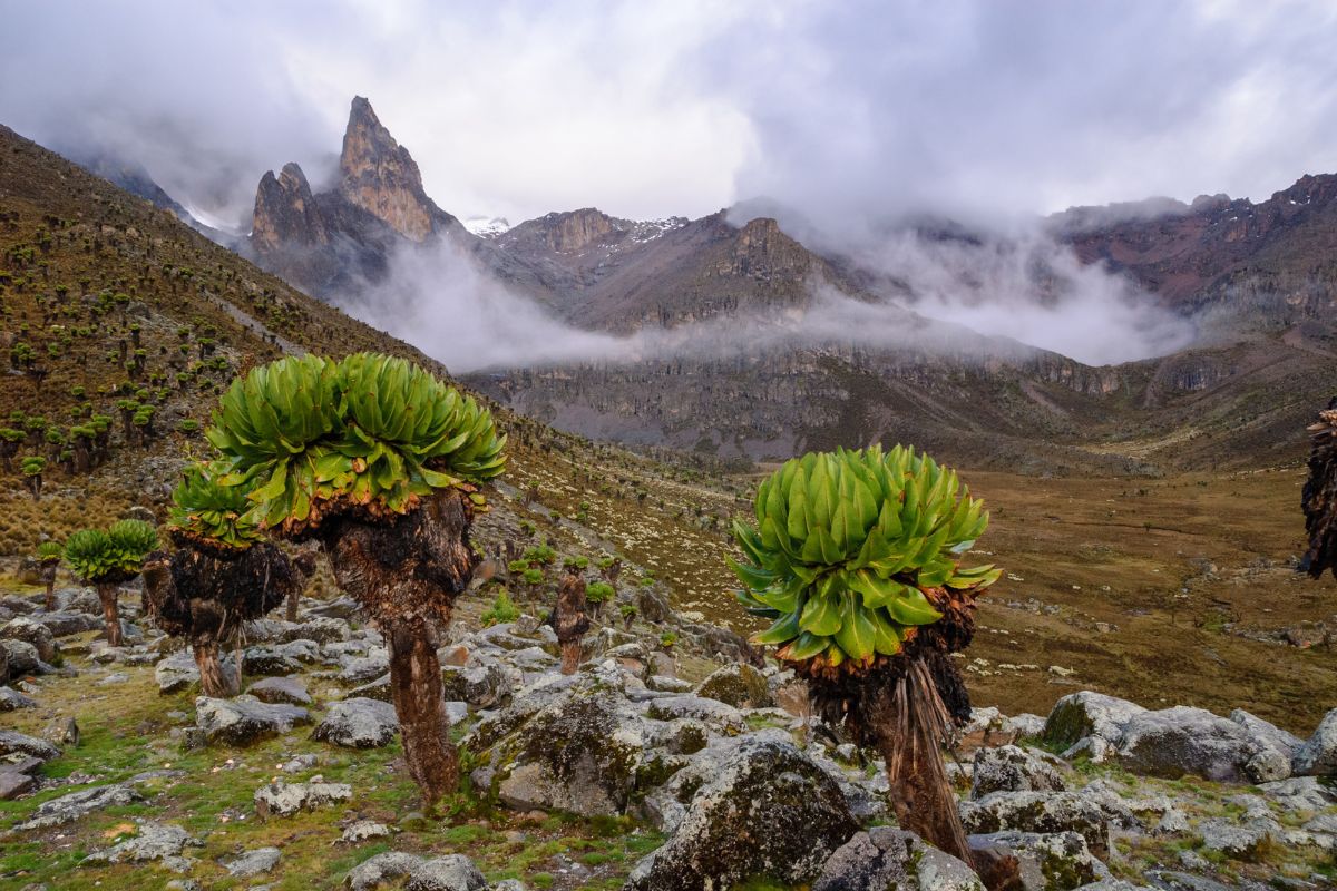 8 Days Mount Kenya Batian Technical Climb – Sirimon via Likii North - Go Mount Kenya Expedition