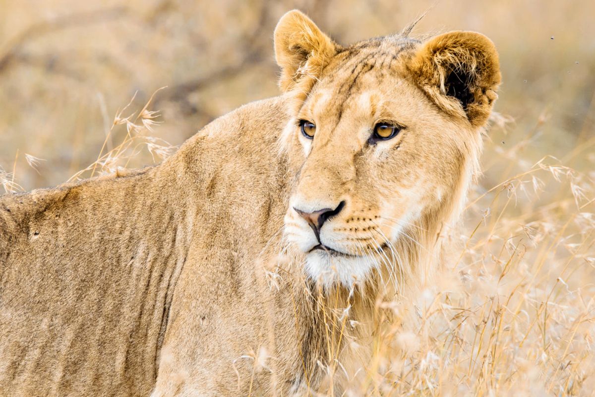 Ol Pejeta Conservancy (2)