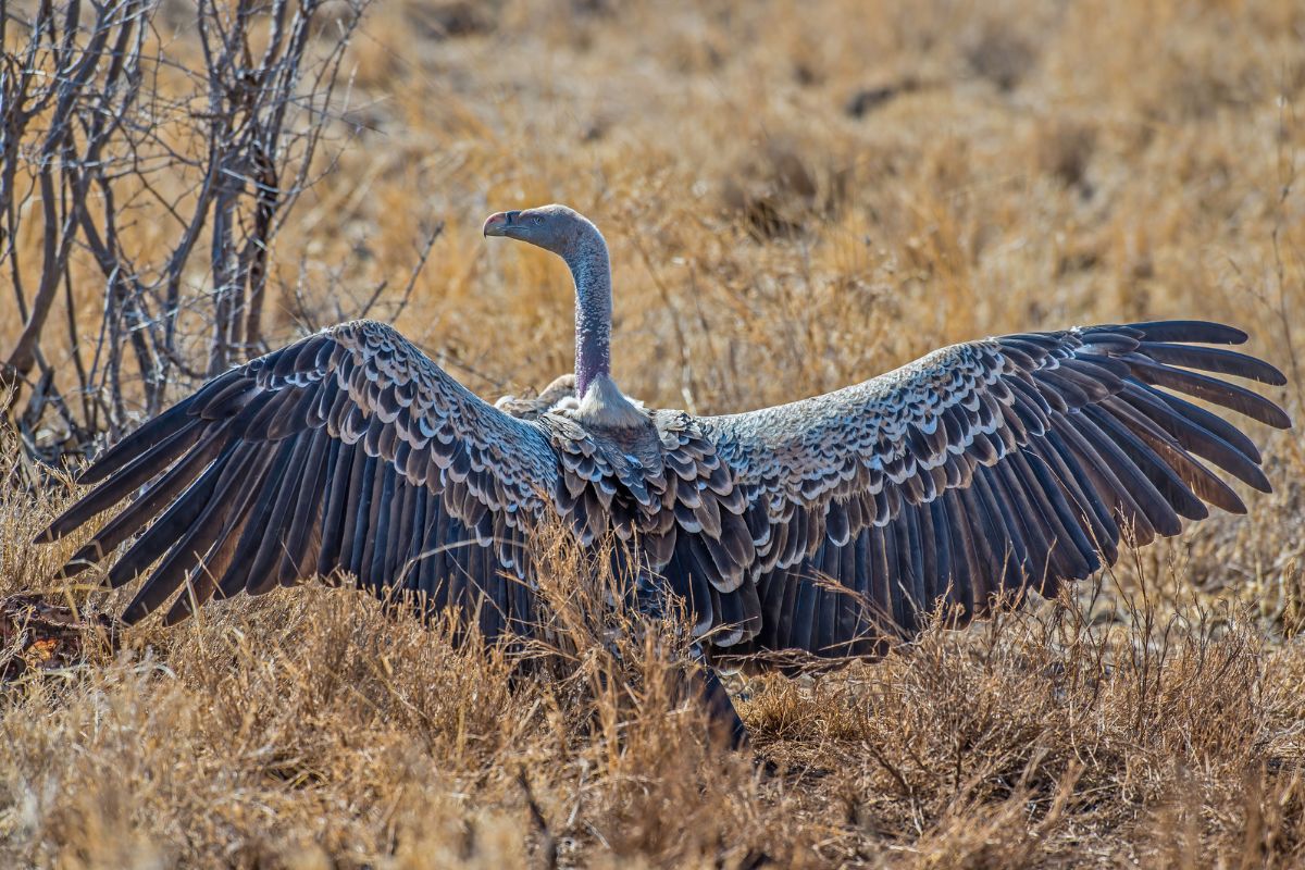 Meru National Park (5)