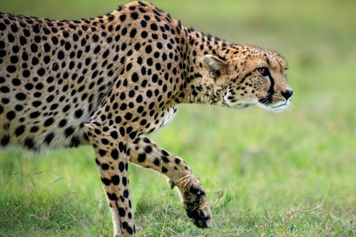 Ol Pejeta Conservancy (4)