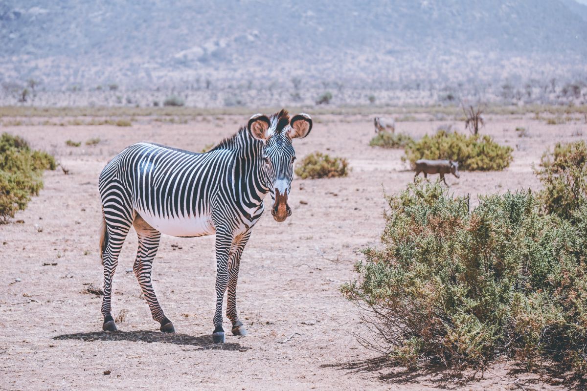 Samburu National Reserve (3)