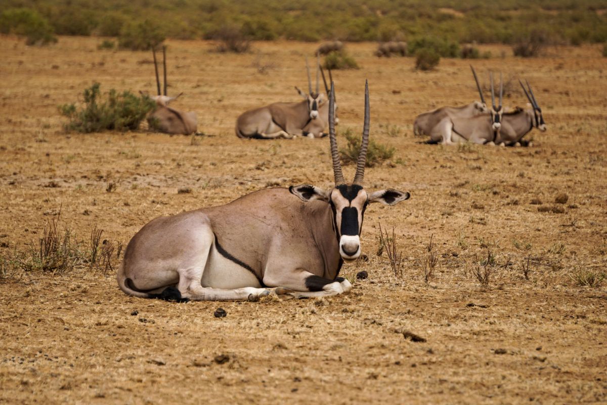 Samburu National Reserve (2)