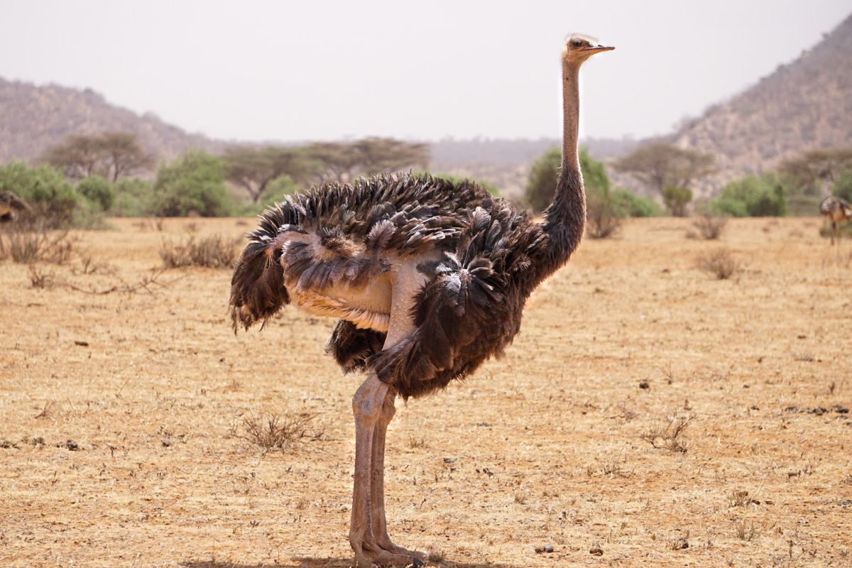 Samburu National Reserve (4)
