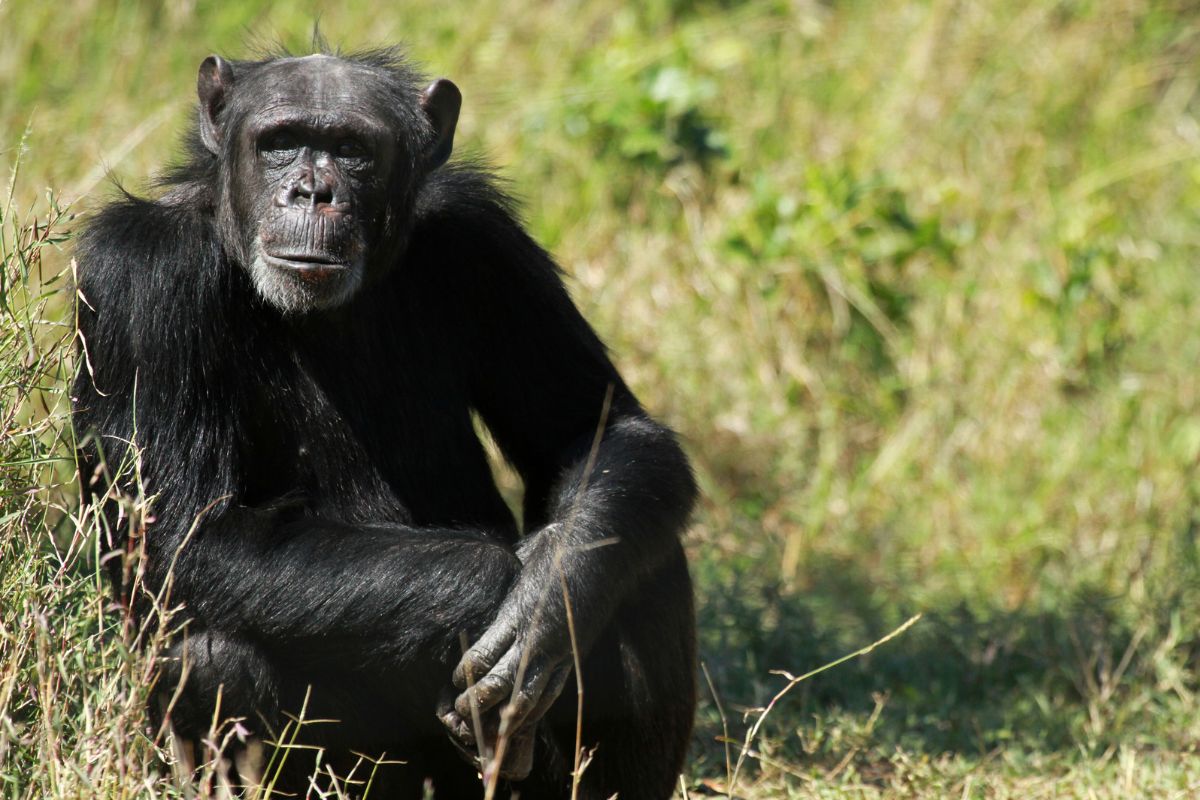 Ol Pejeta Conservancy (1)