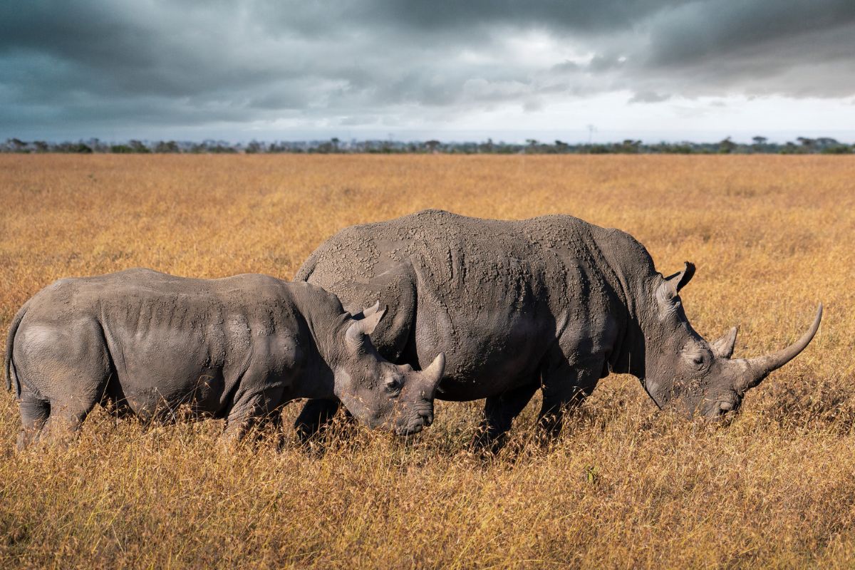 Ol Pejeta Conservancy,