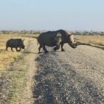 Adult rhino with calf crossing safari road
