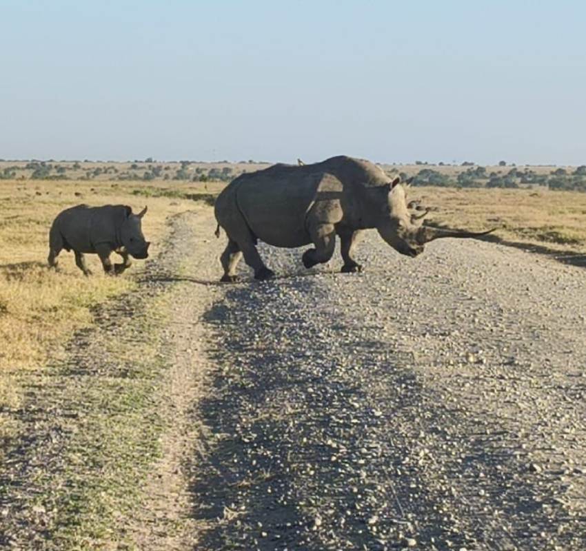 Adult rhino with calf crossing safari road