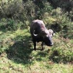 African buffalo standing in bushes
