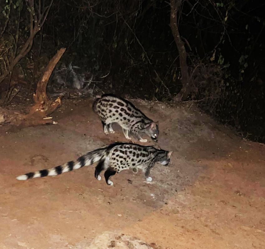 African civets walking at night