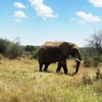 African elephant walking through dry grassland