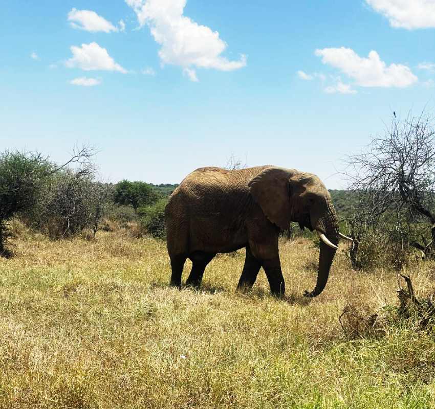 African elephant walking through dry grassland