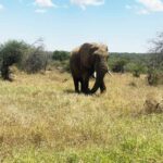 African elephant walking through grassland