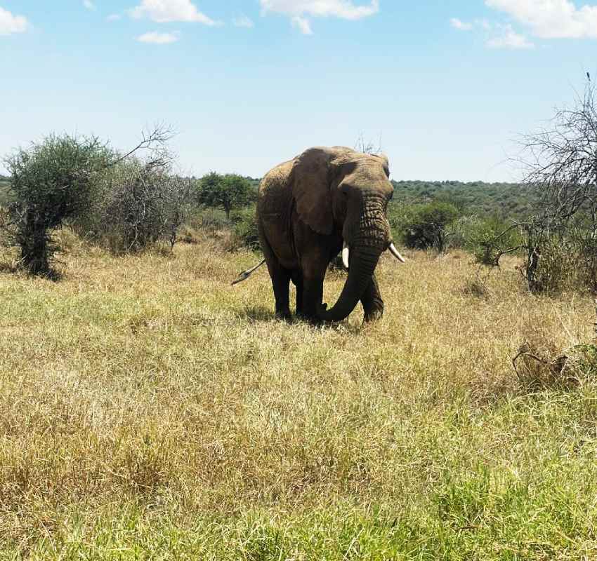 African elephant walking through grassland