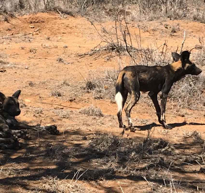 African wild dog standing alert
