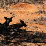 African wild dogs resting on dry ground