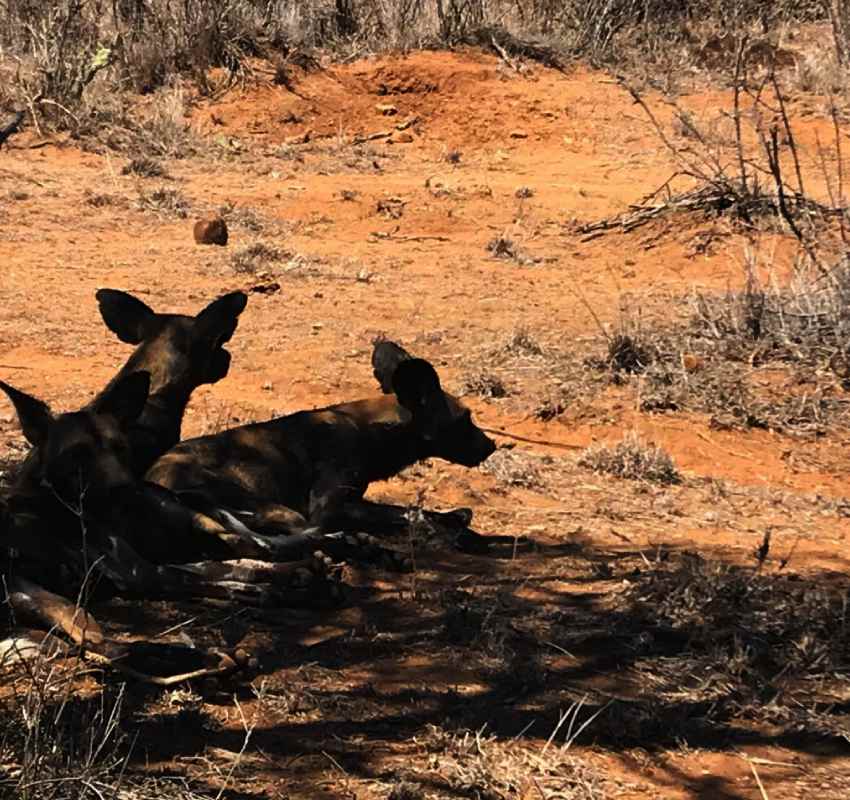African wild dogs resting on dry ground