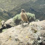 Brown bird standing on rock