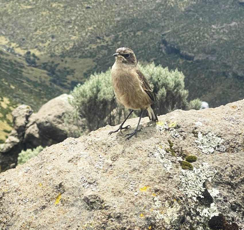 Brown bird standing on rock