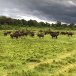 Buffalo herd under stormy sky