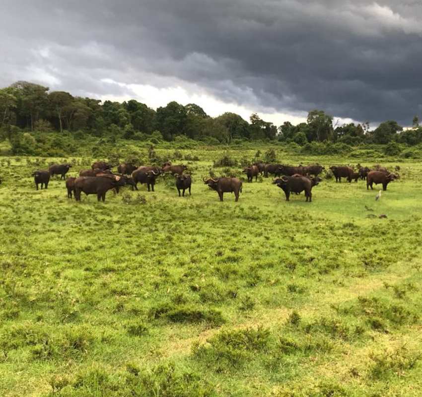 Buffalo herd under stormy sky