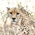 Cheetah resting in dry bushland
