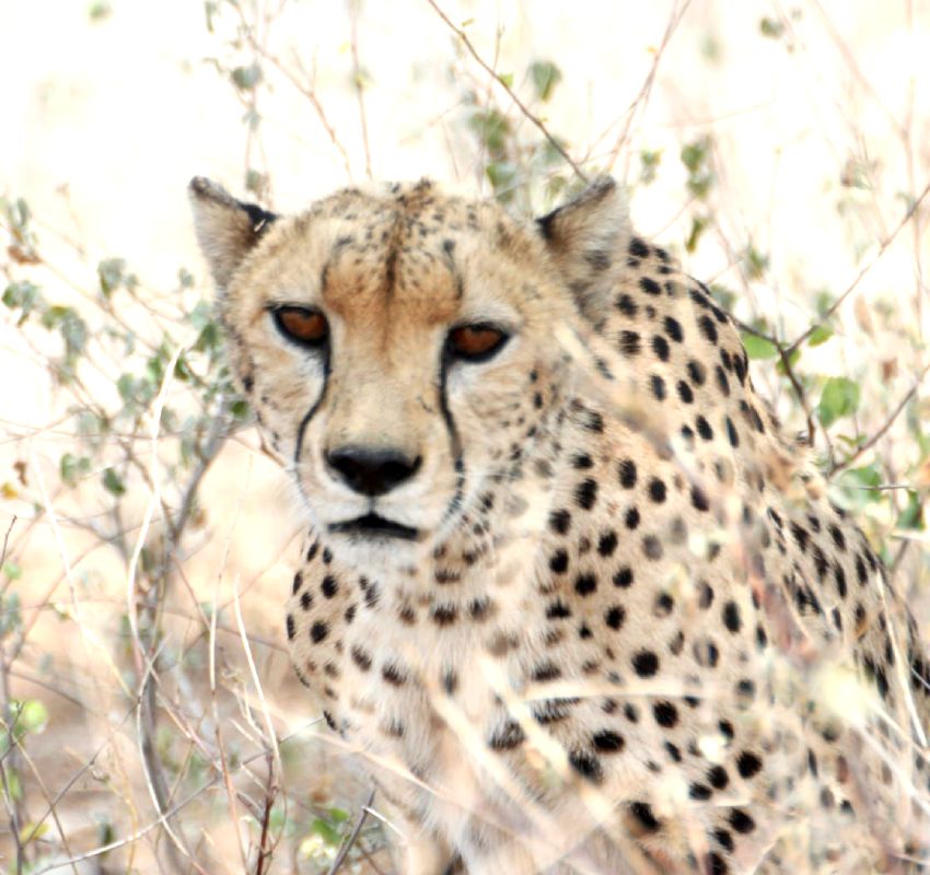 Cheetah resting in dry bushland