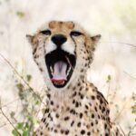 Cheetah yawning in the wild