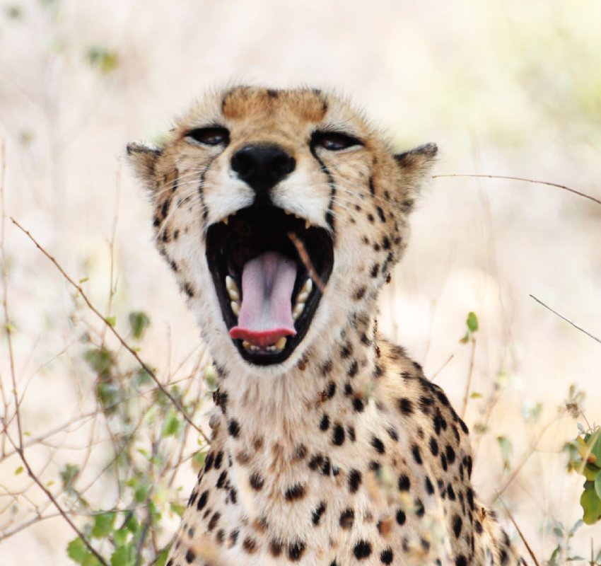 Cheetah yawning in the wild