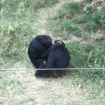 Chimpanzees resting together on grass