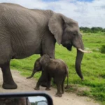Elephant with calf near safari vehicle