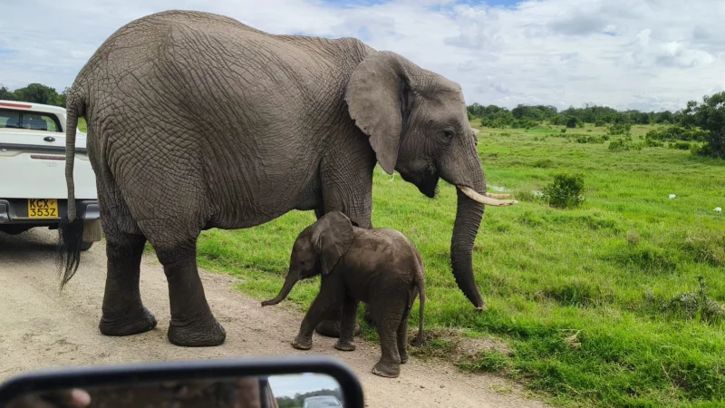 Elephant with calf near safari vehicle