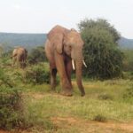 Elephants walking through savannah