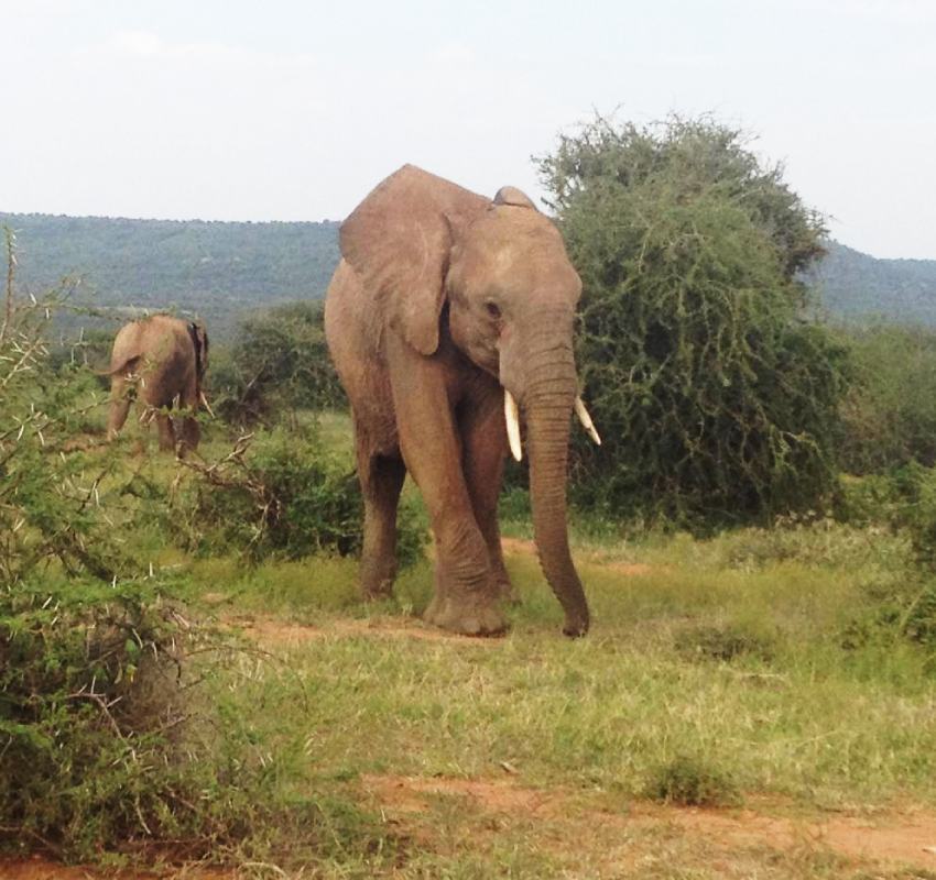 Elephants walking through savannah