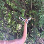 Gerenuk antelope standing under trees