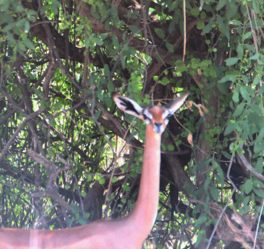 Gerenuk antelope standing under trees