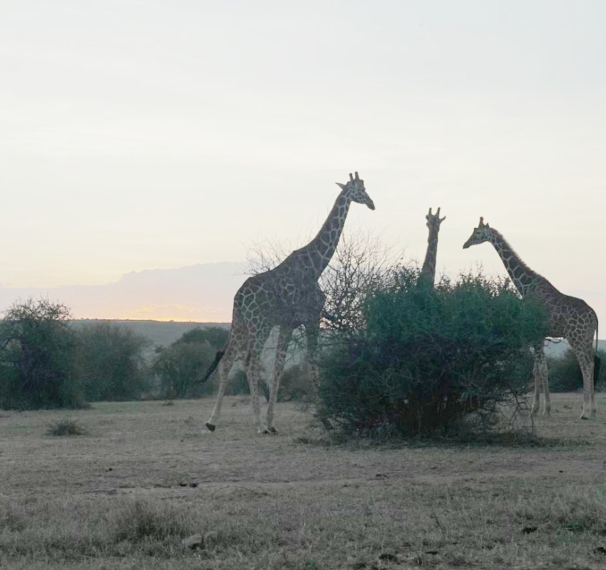 Giraffes grazing at sunset