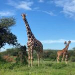 Giraffes standing in open grassland