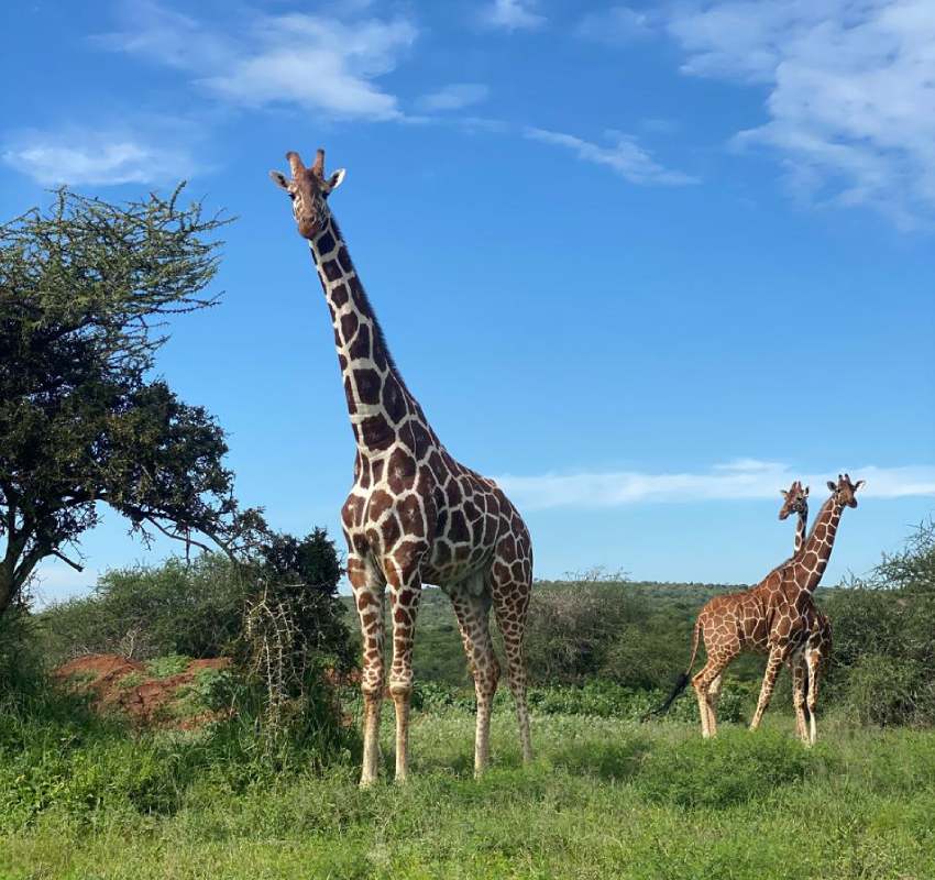 Giraffes standing in open grassland