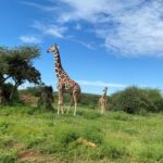 Giraffes walking in green savannah