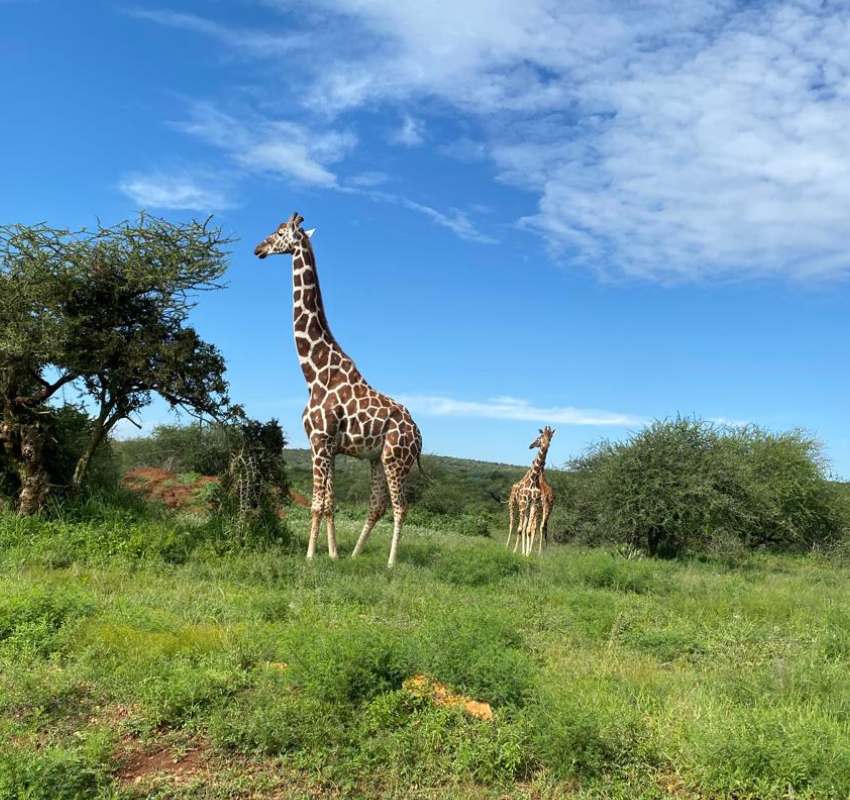 Giraffes walking in green savannah
