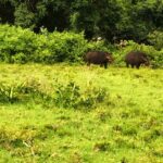 Hippopotamuses grazing in green field