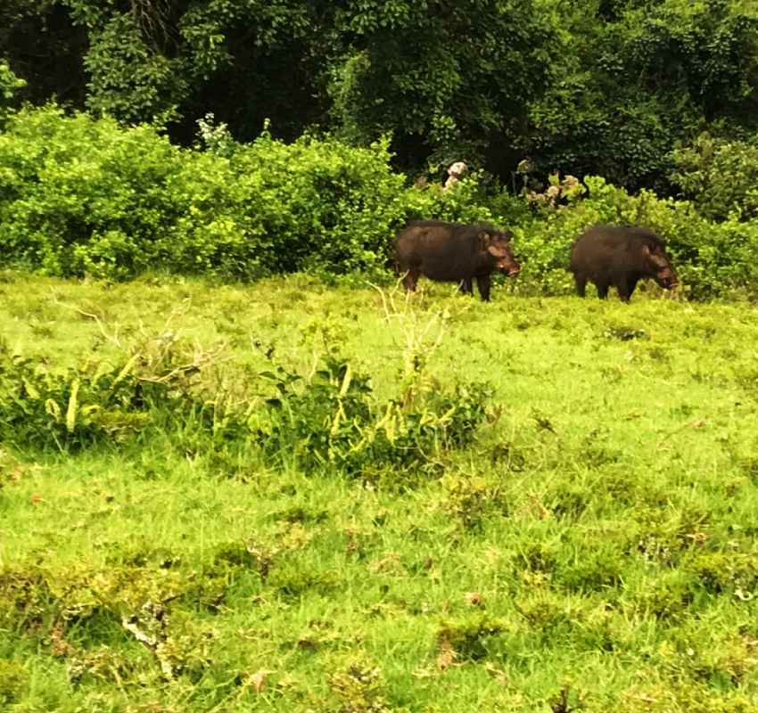 Hippopotamuses grazing in green field