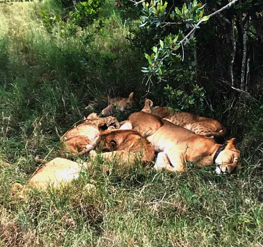 Lion pride resting together in tall grass