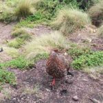 Mountain chicken standing on forest floor