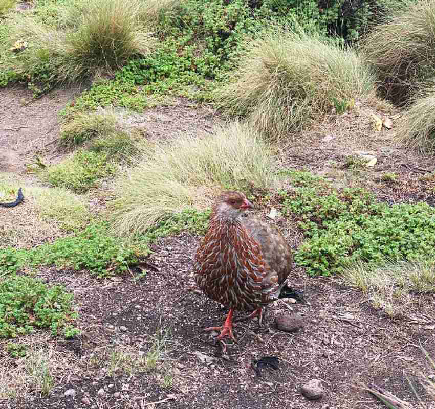 Mountain chicken standing on forest floor
